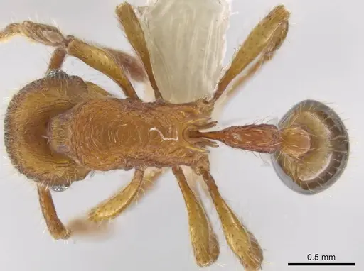 Hylomyrma montana - CASENT0633695