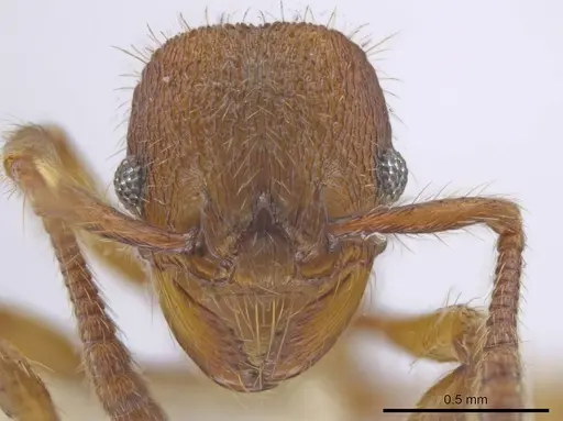 Hylomyrma montana - CASENT0633695