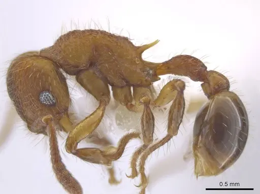 Hylomyrma montana - CASENT0633695