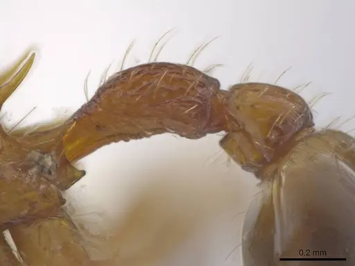 Hylomyrma montana - CASENT0633695