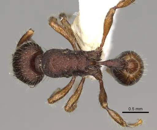 Hylomyrma montana - CASENT0637306