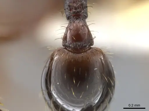 Hylomyrma montana - CASENT0637306