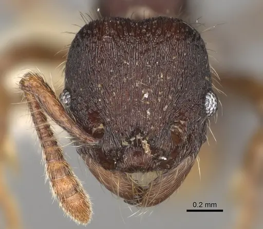 Hylomyrma montana - CASENT0637306