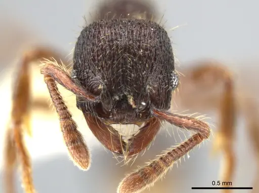 Hylomyrma montana - CASENT0637306