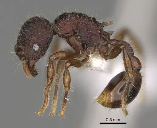 Hylomyrma montana - CASENT0637306