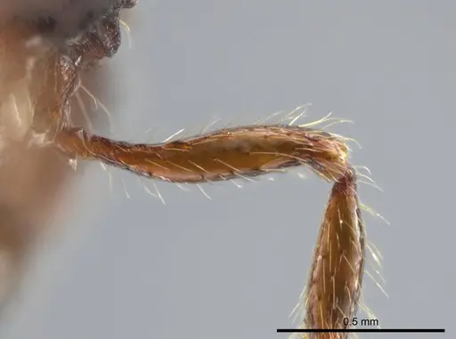 Hylomyrma montana - CASENT0637306