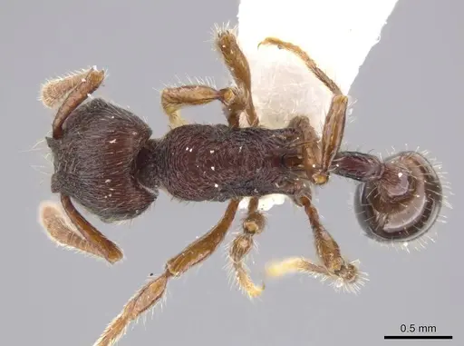 Hylomyrma montana - INB0003665629