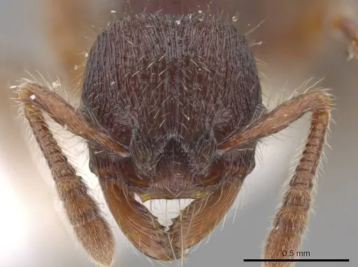 Hylomyrma montana - INB0003665629