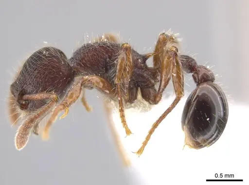 Hylomyrma montana - INB0003665629