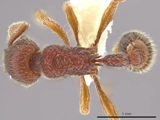 Hylomyrma plumosa specimen