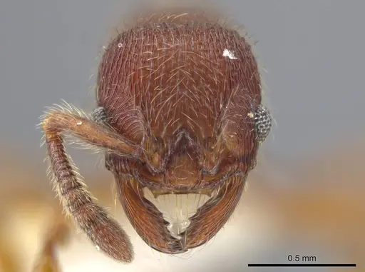 Hylomyrma plumosa specimen