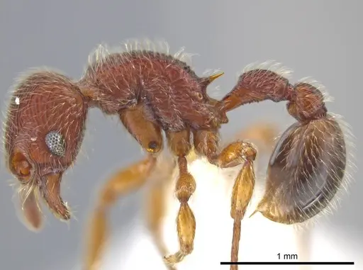 Hylomyrma plumosa specimen