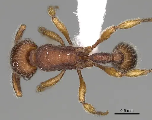 Hylomyrma plumosa - CASENT0638700