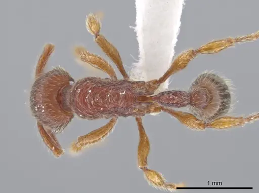 Hylomyrma plumosa - CASENT0638700