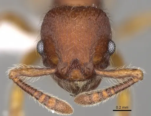 Hylomyrma plumosa - CASENT0638700