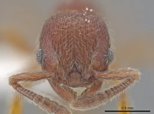 Hylomyrma plumosa - CASENT0638700