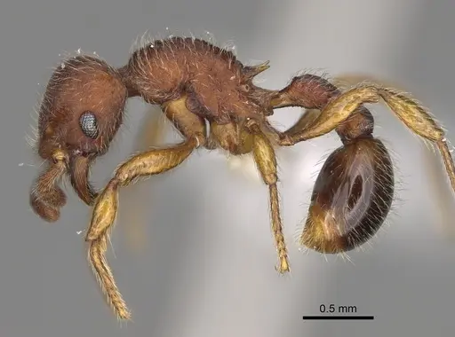 Hylomyrma plumosa - CASENT0638700