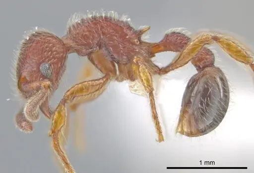 Hylomyrma plumosa - CASENT0638700