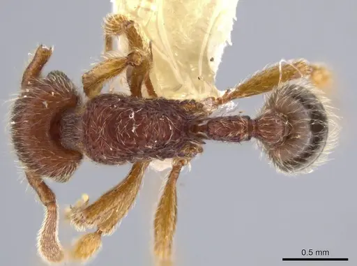 Hylomyrma plumosa - INBIOCRI001239432