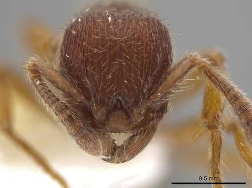 Hylomyrma plumosa - INBIOCRI001239432