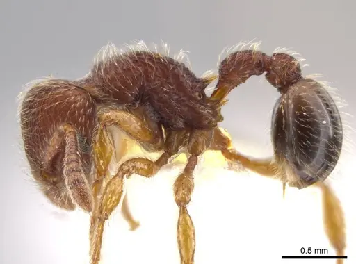 Hylomyrma plumosa - INBIOCRI001239432