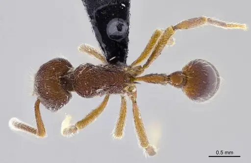 Hylomyrma praepotens specimen