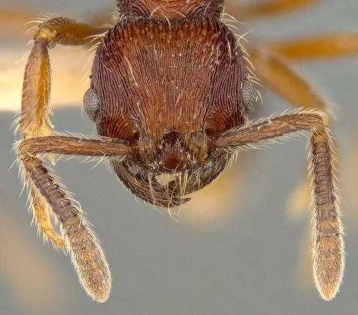 Hylomyrma praepotens specimen