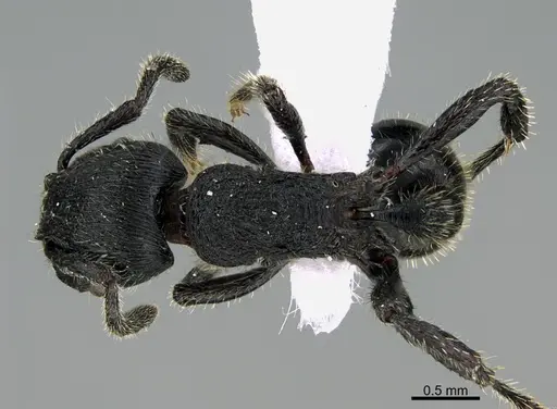 Hylomyrma primavesi specimen