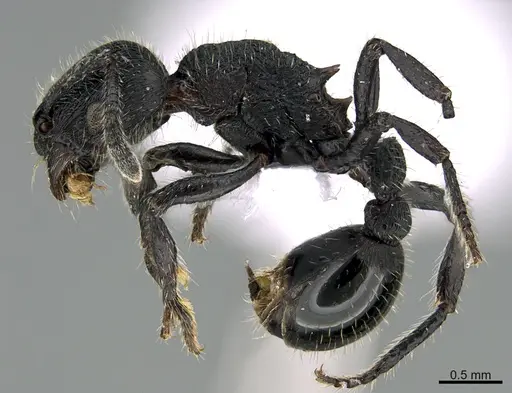 Hylomyrma primavesi specimen