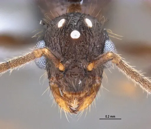 Hylomyrma reitteri specimen