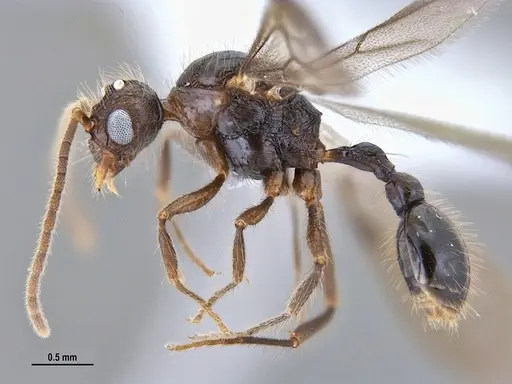 Hylomyrma reitteri specimen