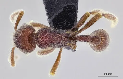 Hylomyrma sagax specimen