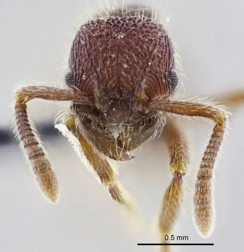 Hylomyrma sagax specimen
