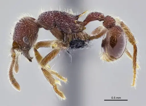 Hylomyrma sagax specimen