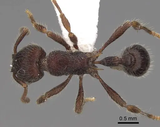 Hylomyrma sagax - CASENT0923020