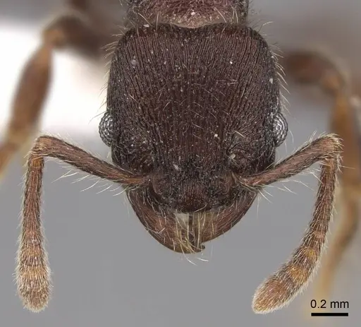 Hylomyrma sagax - CASENT0923020