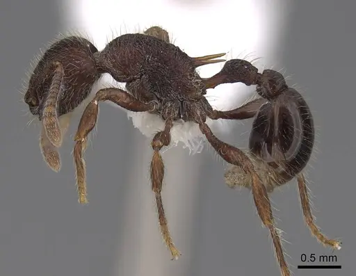 Hylomyrma sagax - CASENT0923020