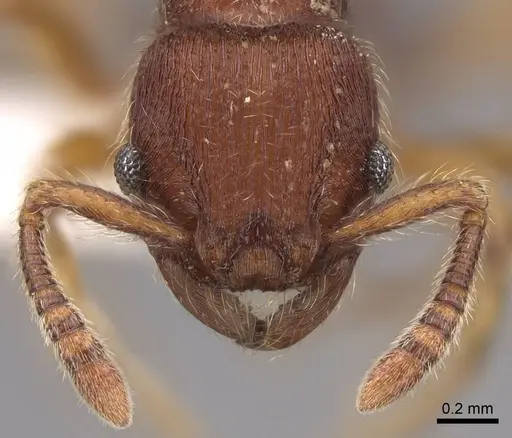 Hylomyrma transversa specimen