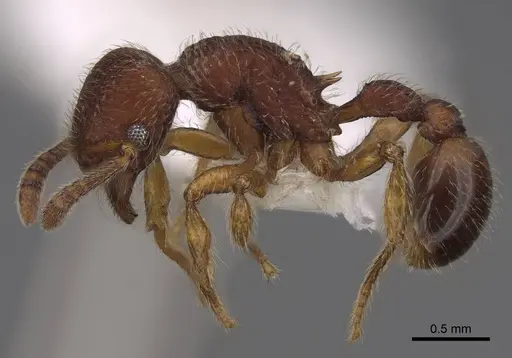 Hylomyrma transversa specimen