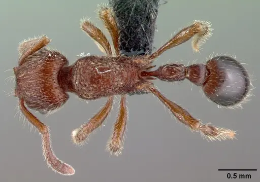 Hylomyrma versuta specimen