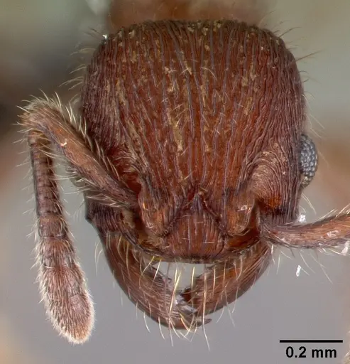 Hylomyrma versuta specimen