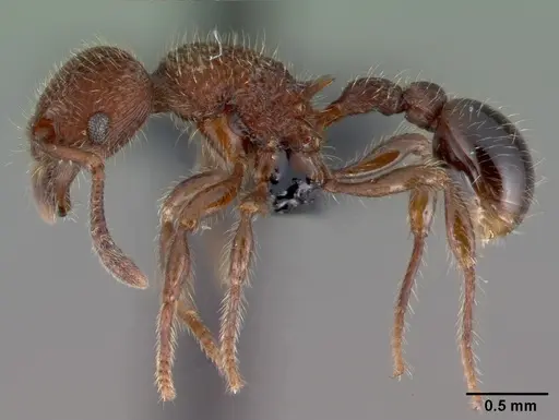 Hylomyrma versuta specimen