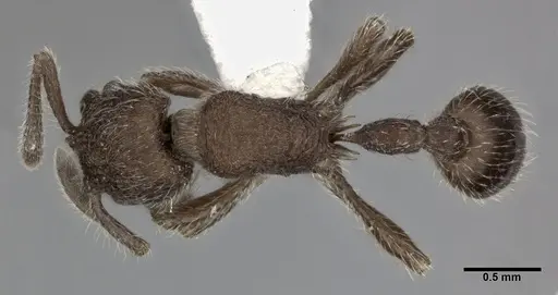 Hylomyrma versuta - CASENT0246042