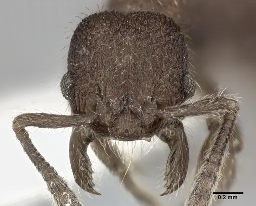 Hylomyrma versuta - CASENT0246042