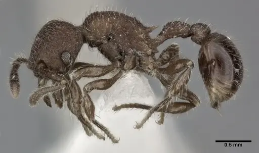 Hylomyrma versuta - CASENT0246042