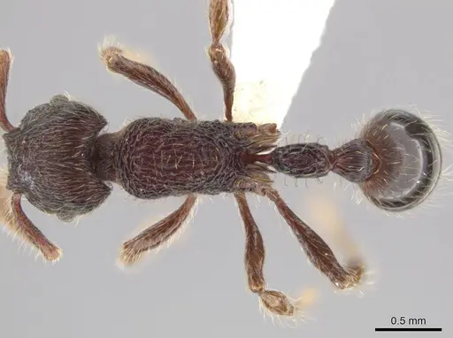 Hylomyrma versuta - CASENT0617621