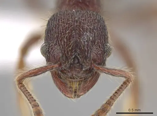 Hylomyrma versuta - CASENT0617621