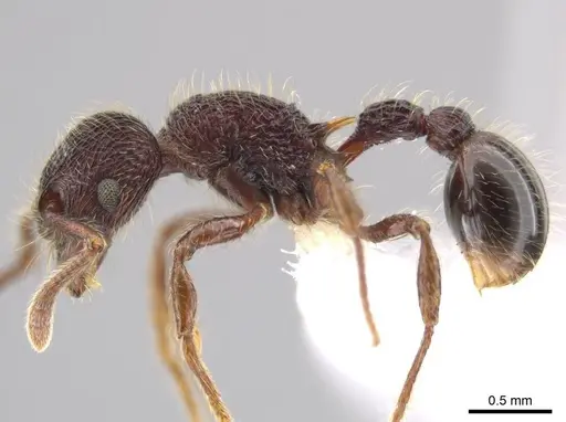 Hylomyrma versuta - CASENT0617621