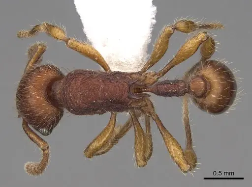 Hylomyrma versuta - CASENT0923015