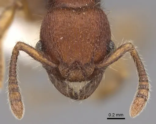 Hylomyrma versuta - CASENT0923015